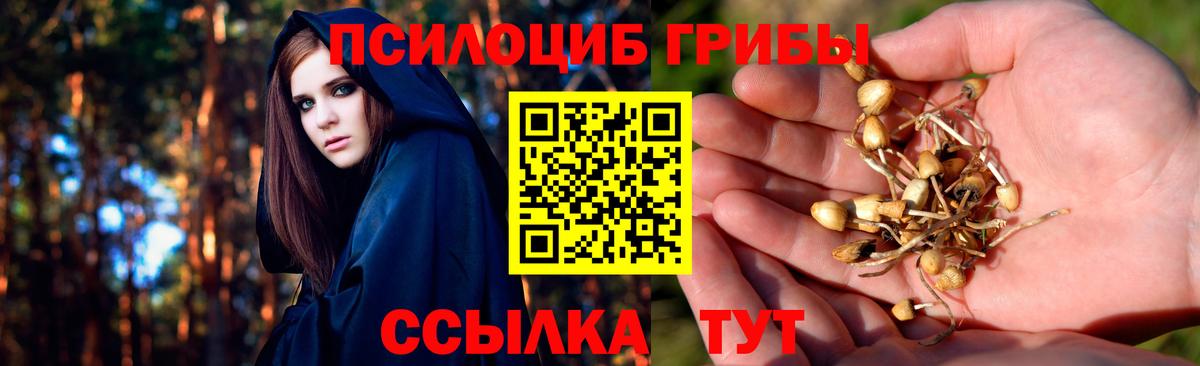 Галлюциногенные грибы Psilocybine cubensis  Псилоцибиновые грибы прущие грибы  Вход с VPN  Междуреченск 